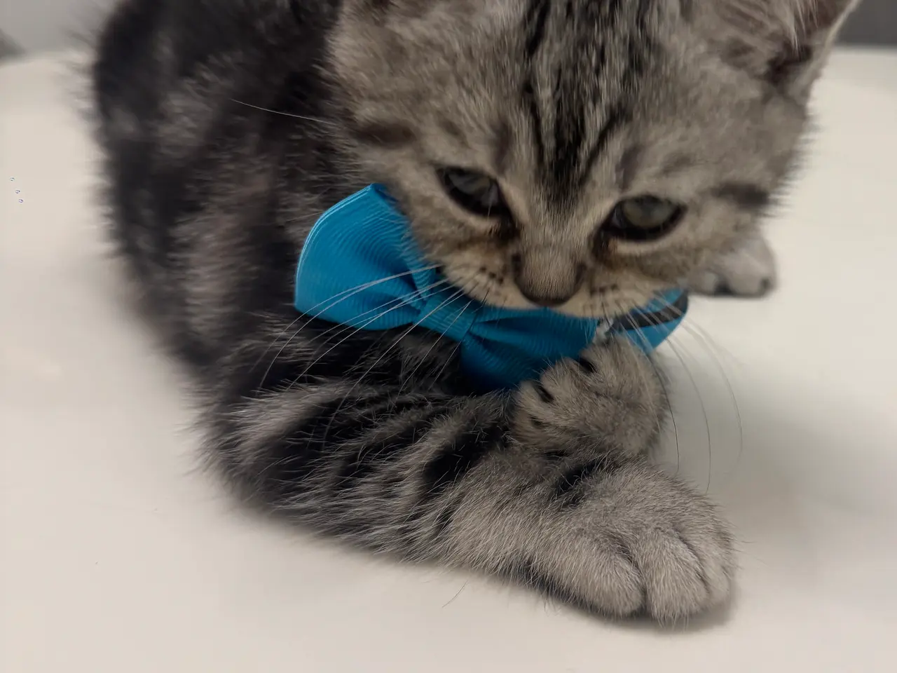 Billede 6 - Unikkes British Shorthair - KUN EN TILBAGE