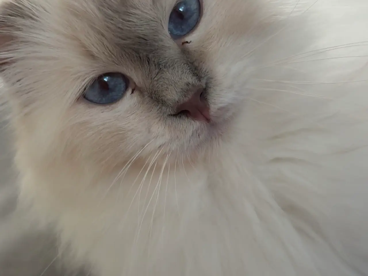 Billede 2 - 🐾 Hellig Birma hankat – lilla tabby masket – muli