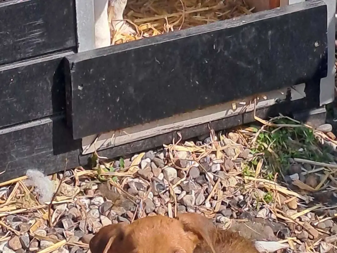 Billede 6 - Dansk svensk gårdhund hvalper