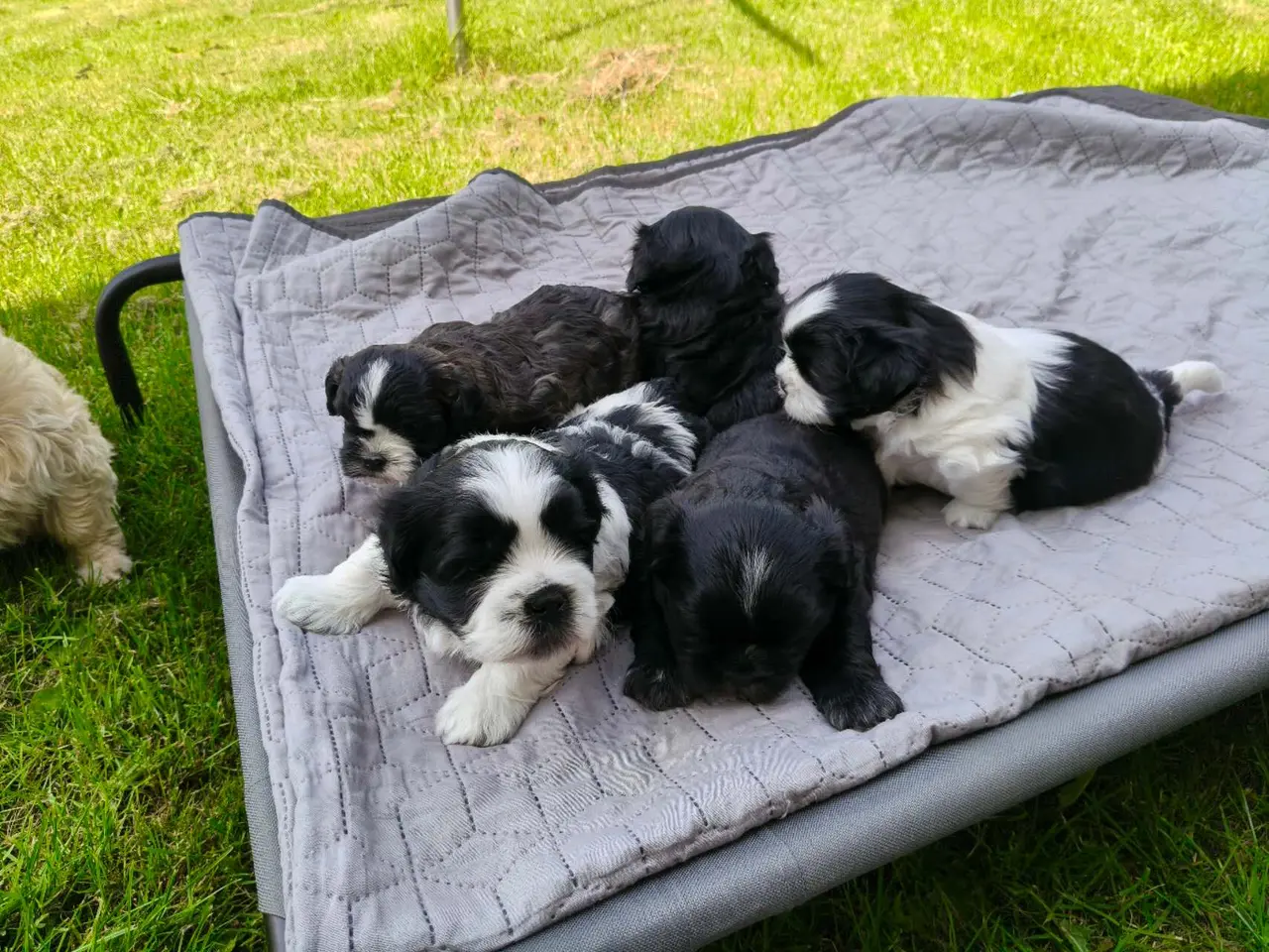 Billede 2 - Bichon Havanais / Shih tzu