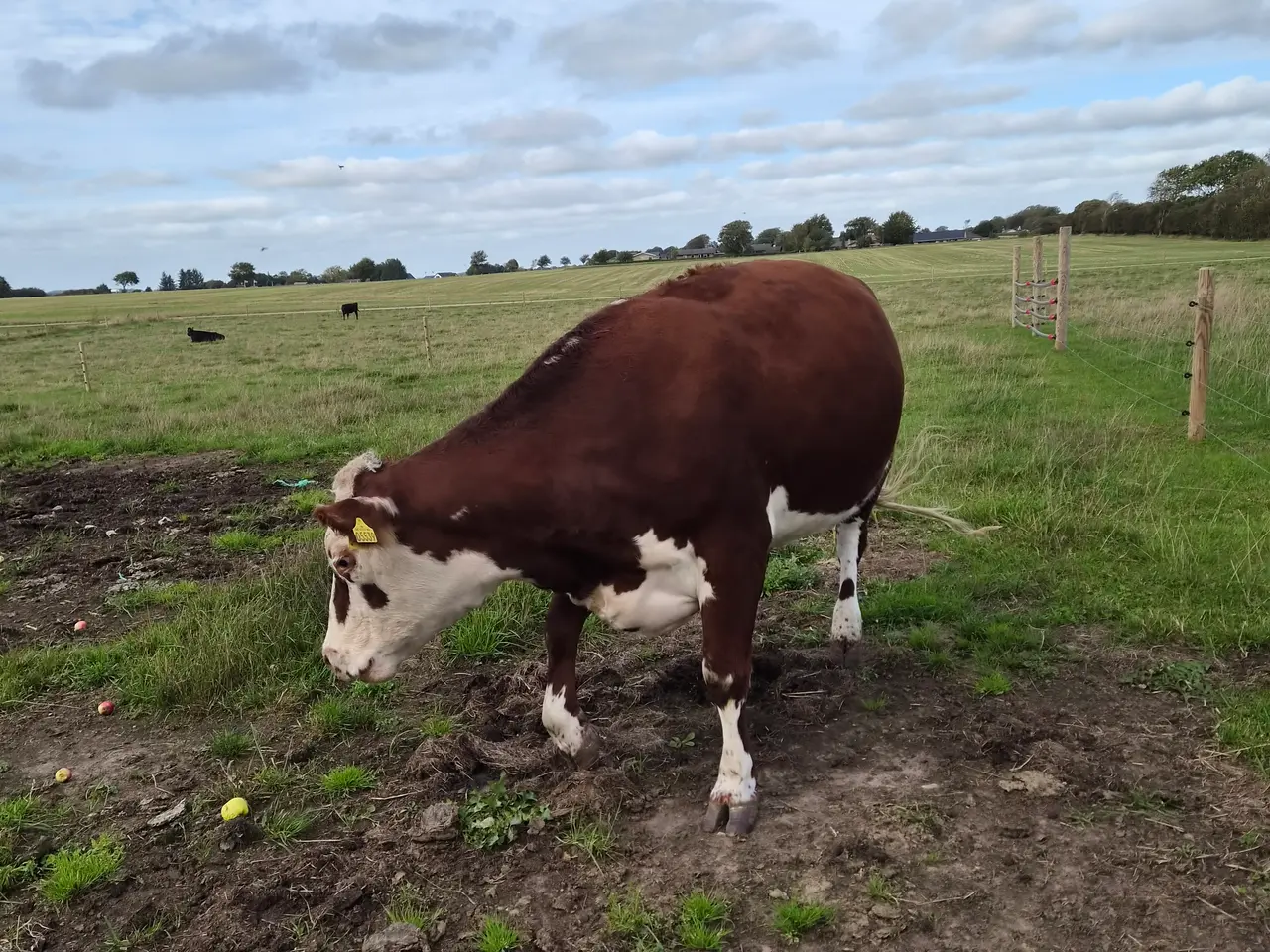 Billede 3 - Hereford/RDM ko - 3 årig håndtam