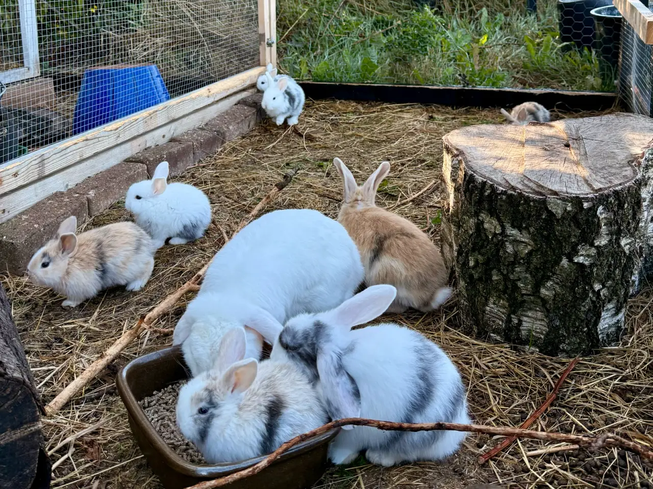 Billede 2 - Mini Lop kaninunger