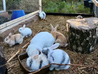 Mini Lop kaninunger