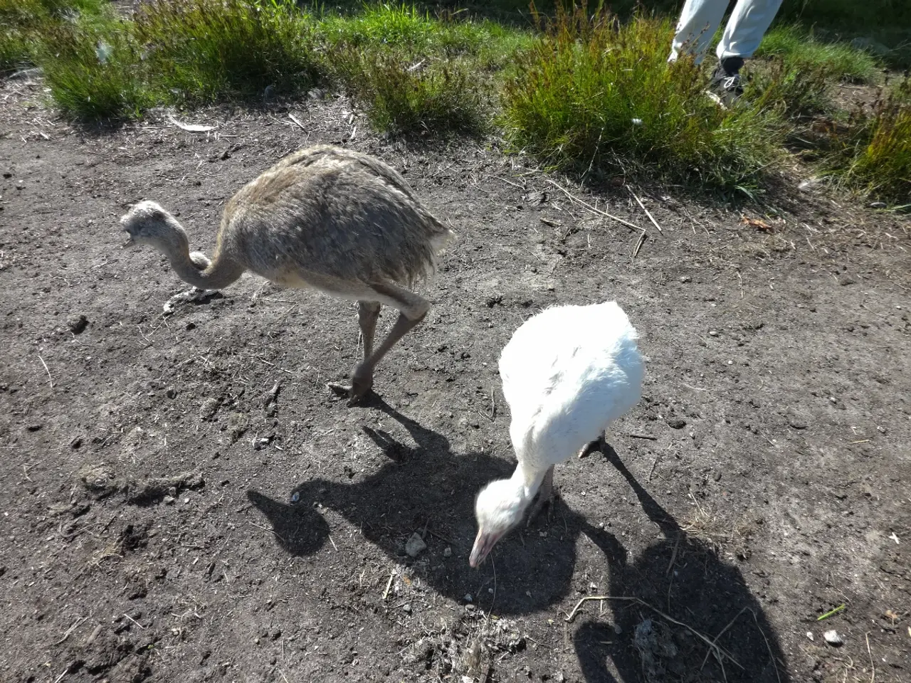 Billede 3 - Nandu-kyllinger til salg (Rhea americana)