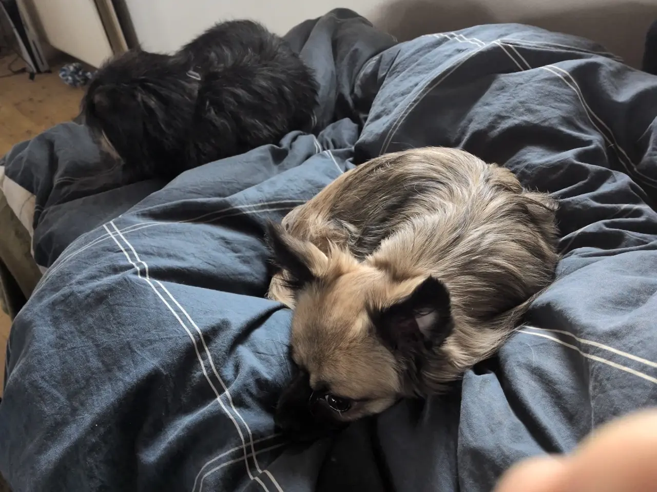 Billede 3 - Ren han langhåret chihuahua uden stambog