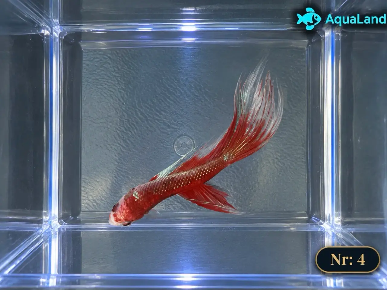 Billede 18 - 😍 Flotte Betta fisk