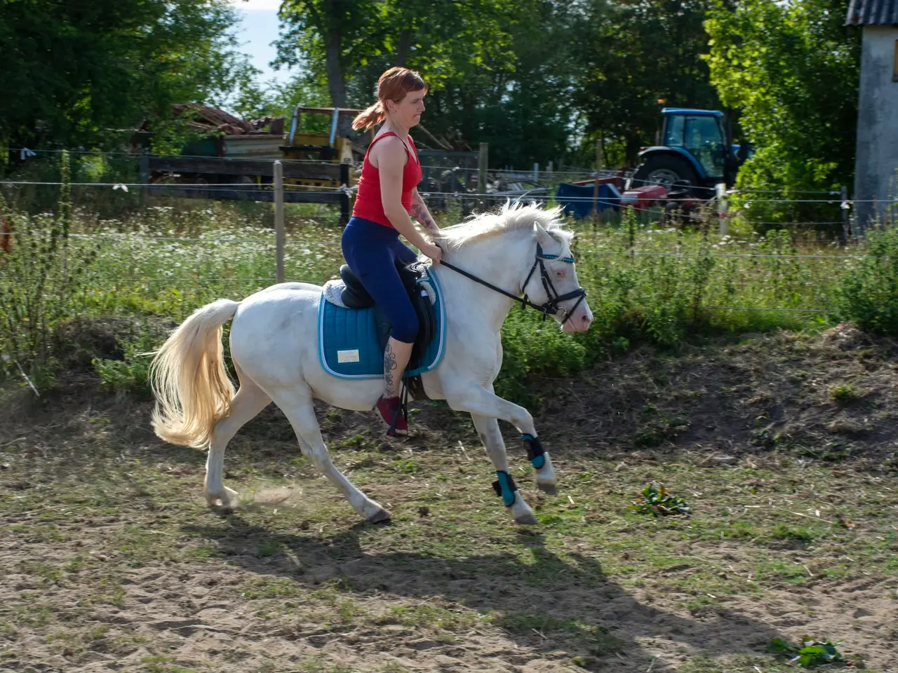 Billede 2 - Cremello hingst