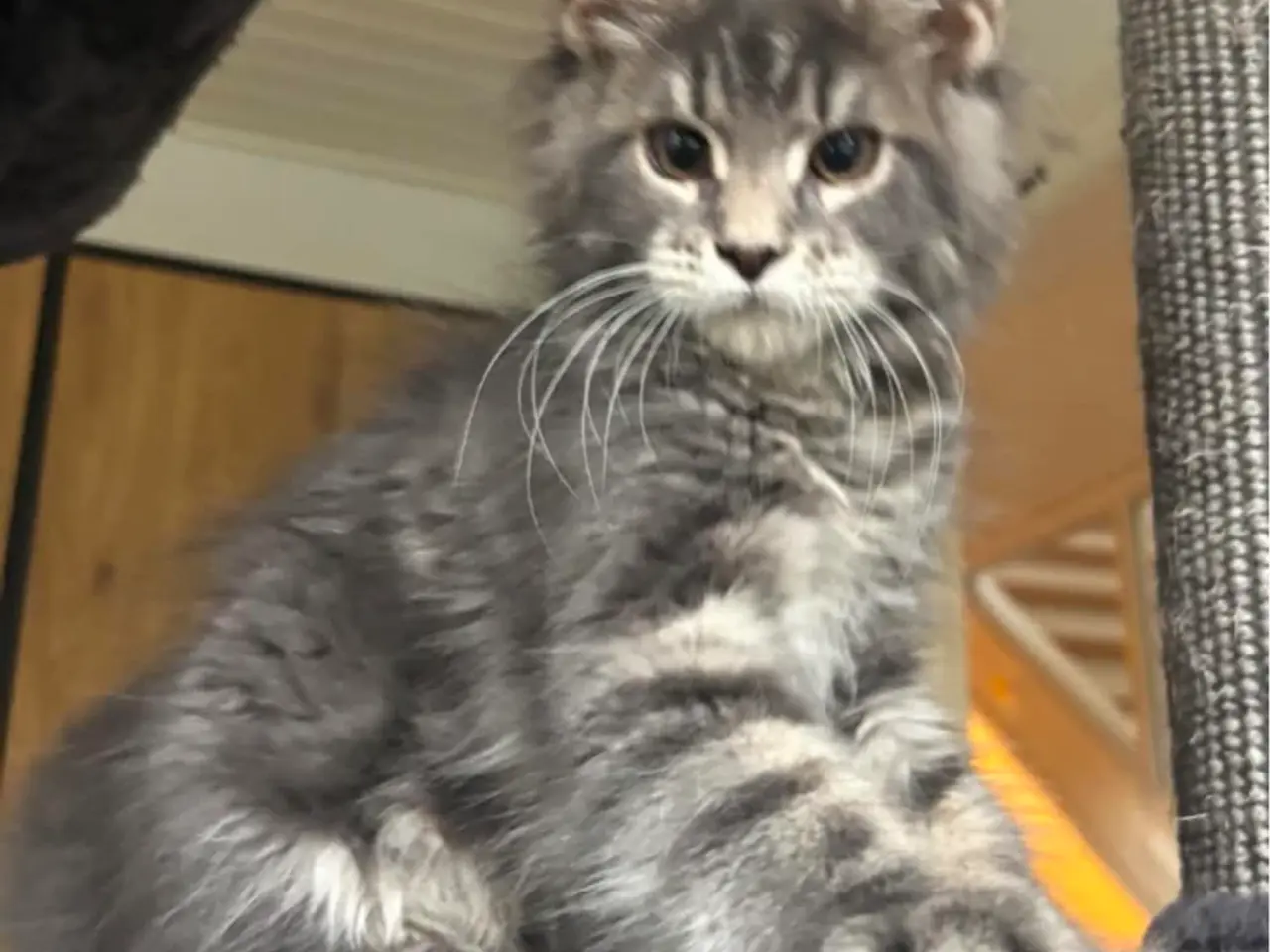 Billede 1 - 💕Maine Coon 💕