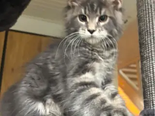 💕Maine Coon 💕