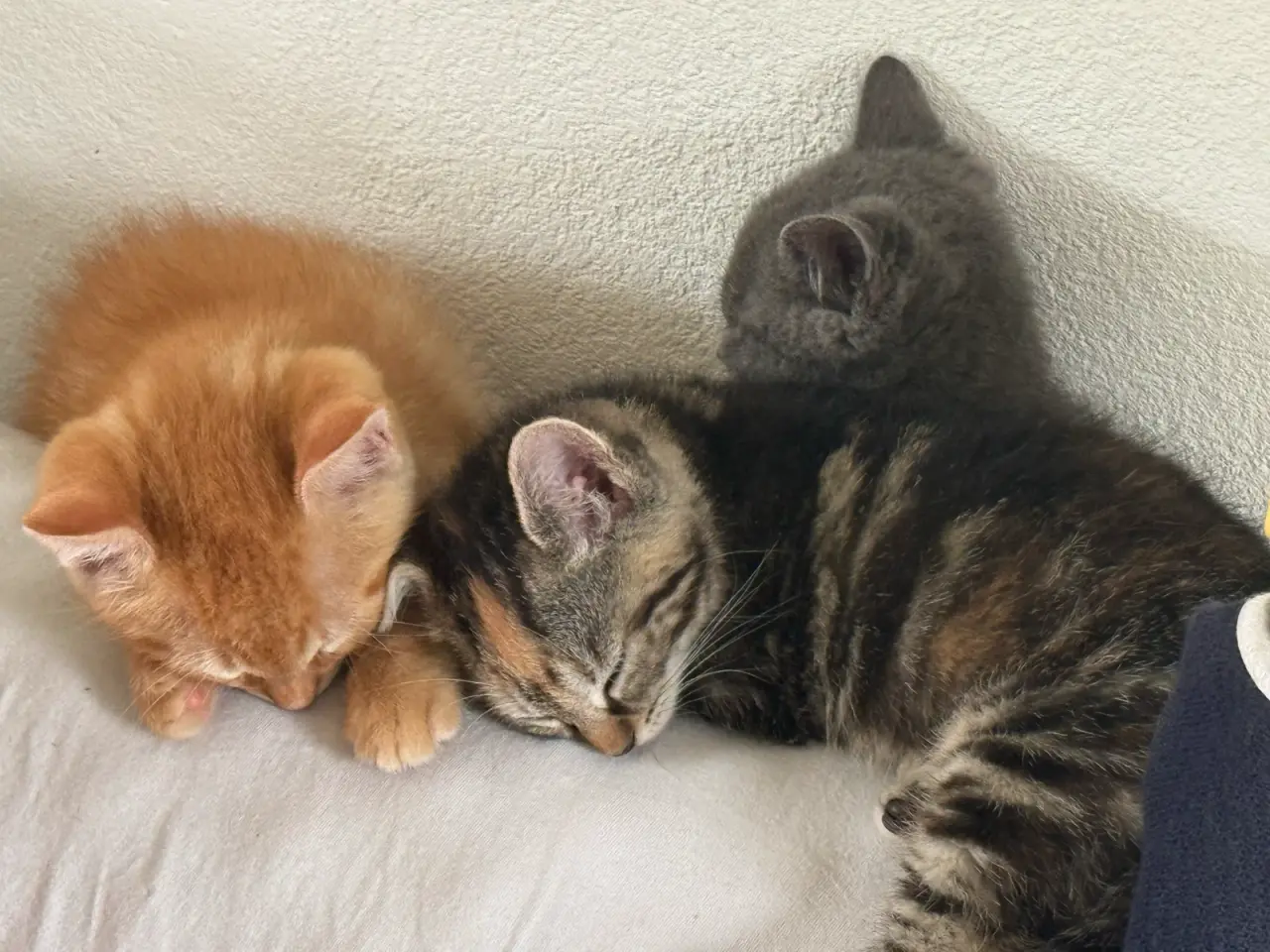 Billede 4 - Killing ❤️ klar til nyt hjem 