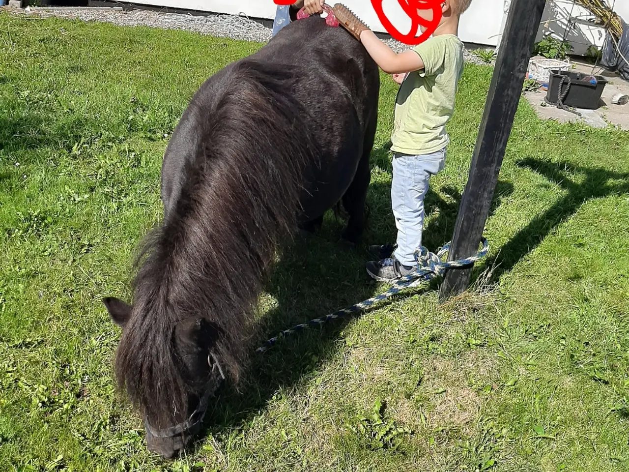 Billede 3 - verdens bedste begynder  Pony 