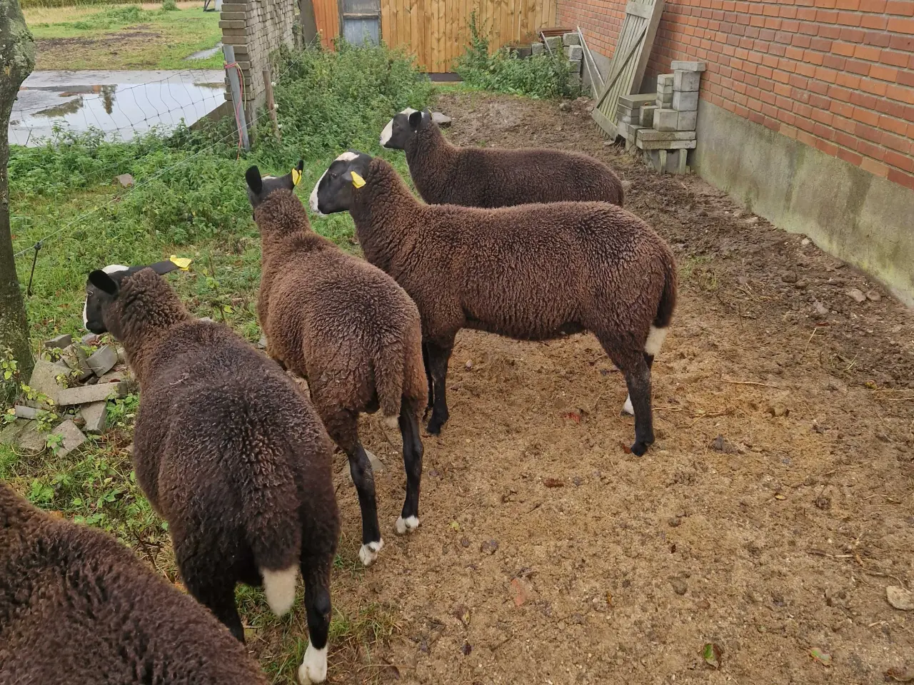 Billede 2 - Zwartsbles gimmer og vædderlam sælges M 3