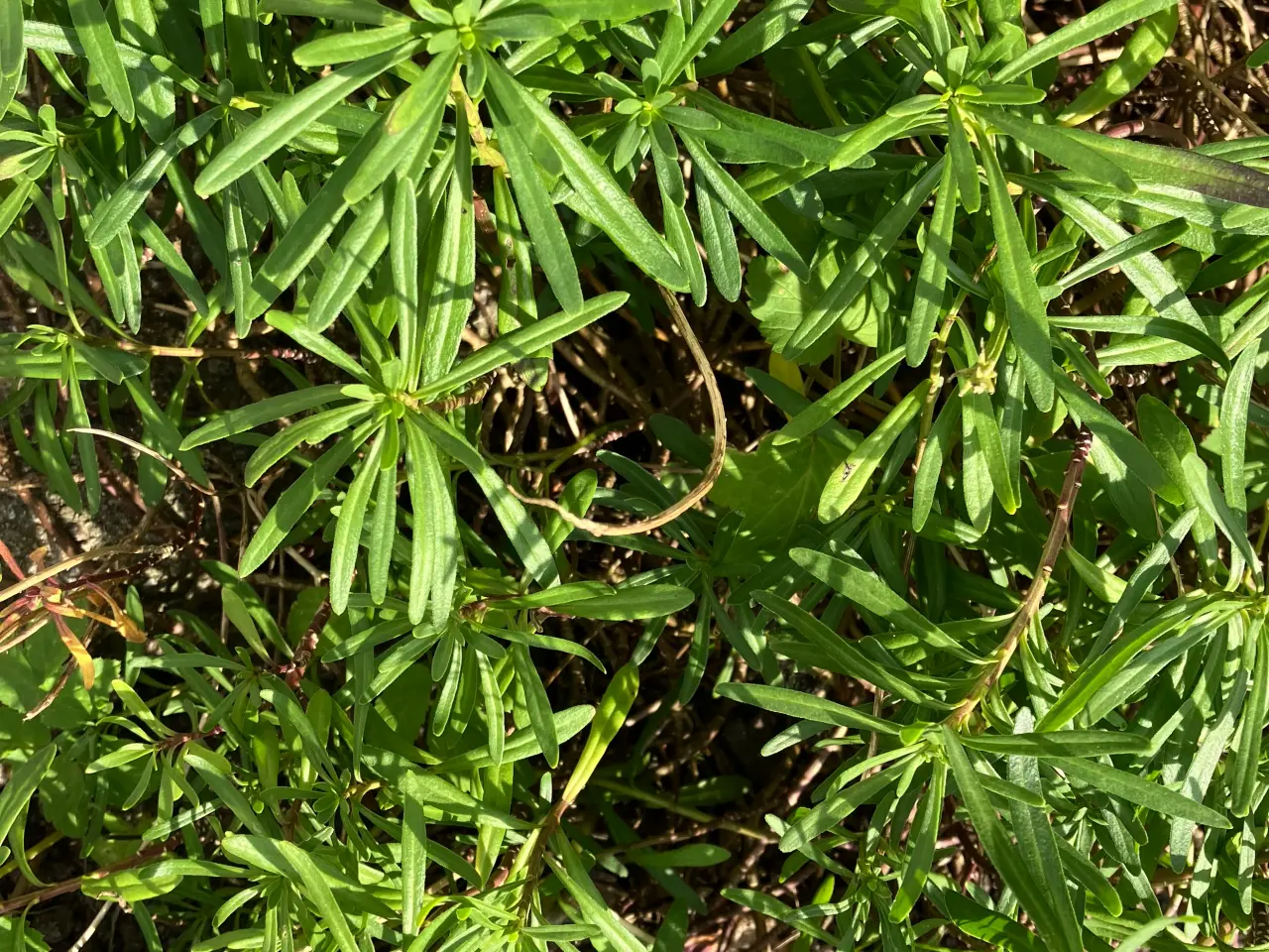 Billede 4 - Div planter og busk