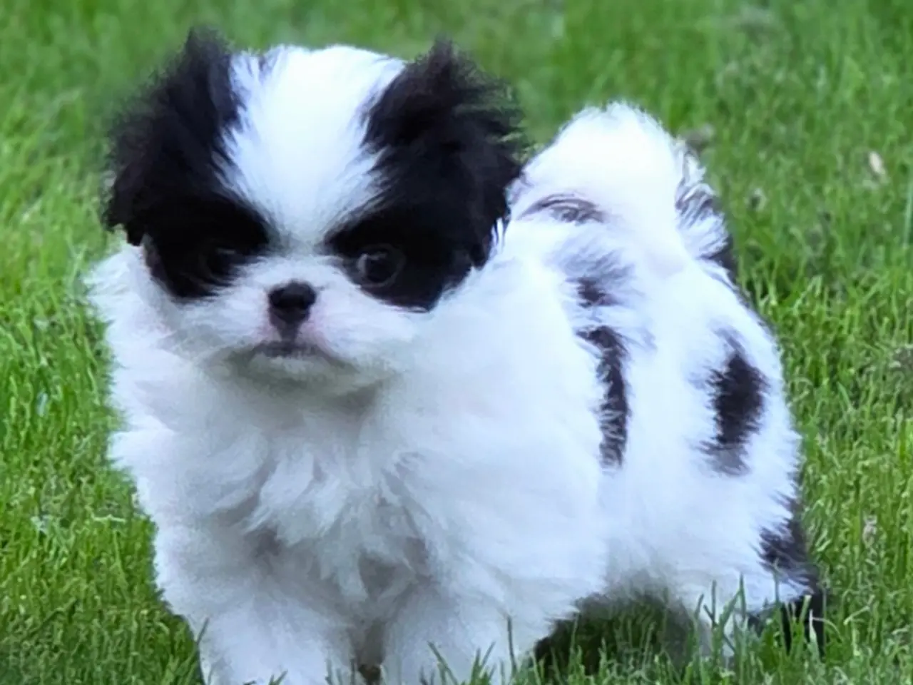 Billede 6 - Hvalp japanese chin
