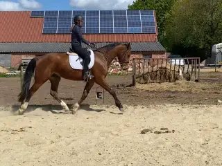 Oldenborg/DV-vallak