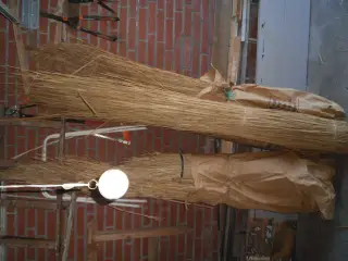 Tagrør