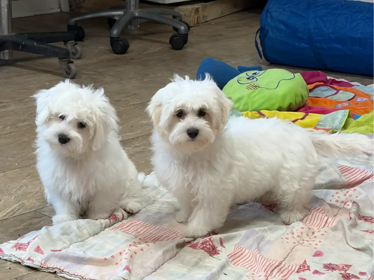 Billede 3 - 1 Maltipoo pige er rejse klar nu !