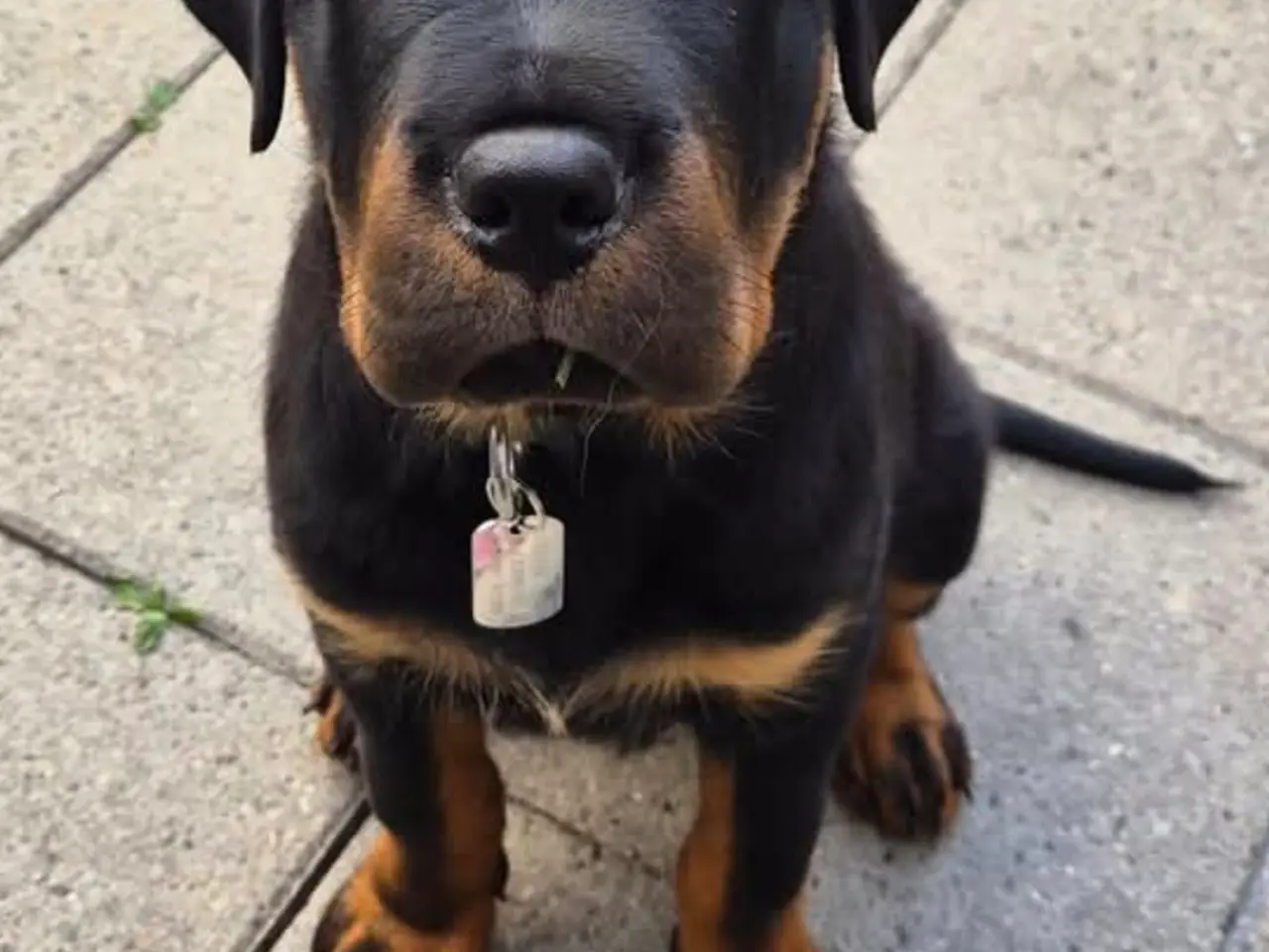 Billede 1 - Rottweiler labrador blanding Sælges