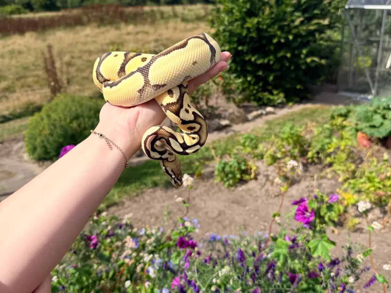 Billede 3 - Konge Python vanilla od pastel yb het hypo