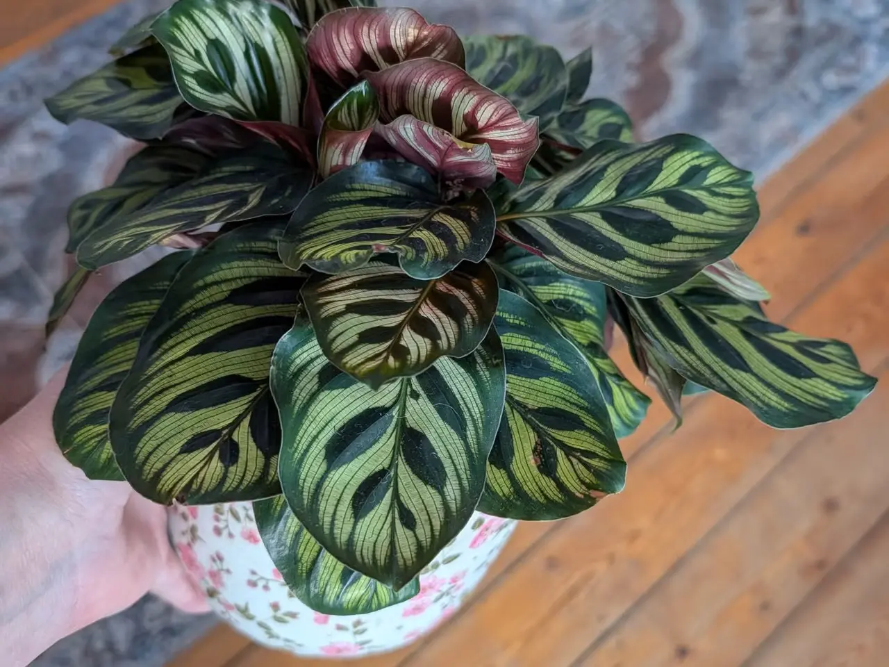 Billede 1 - Ekstra fyldig "Calathea Makoyana"