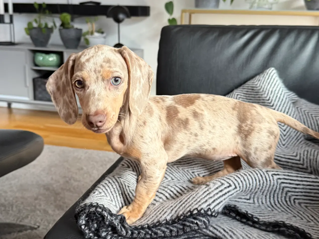 Billede 4 - Miniature gravhundehvalp 