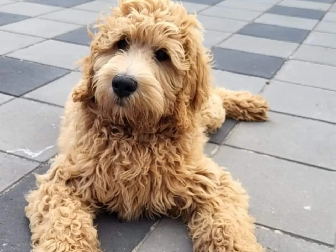 Billede 5 - Goldendoodle hvalpe