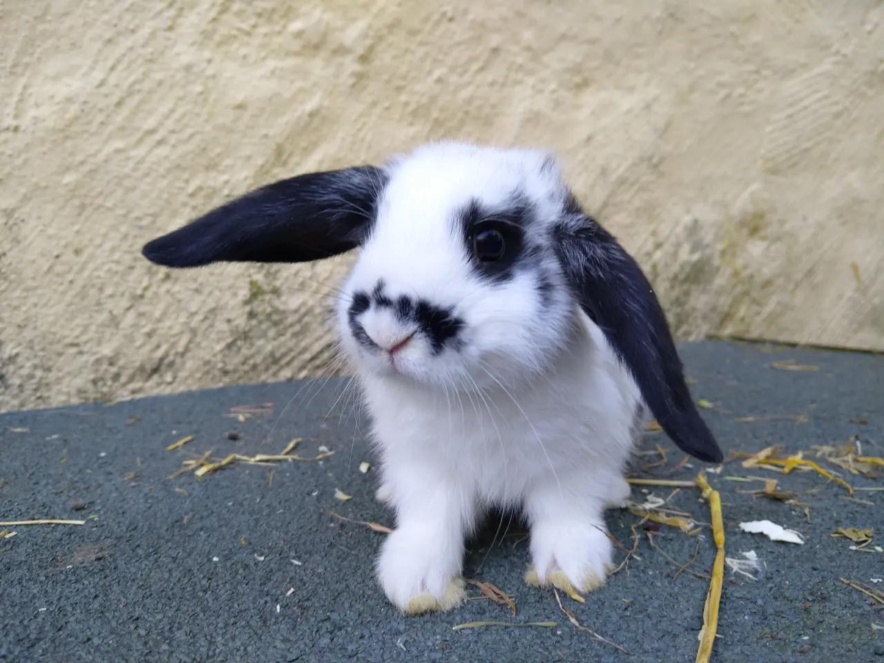 Billede 2 - Mini Lop hun unger