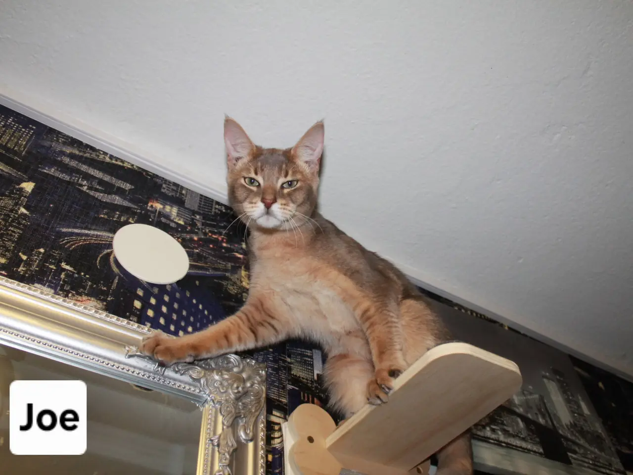 Billede 1 - Smuk Chausie F6 hankat