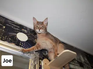 Smuk Chausie F6 hankat