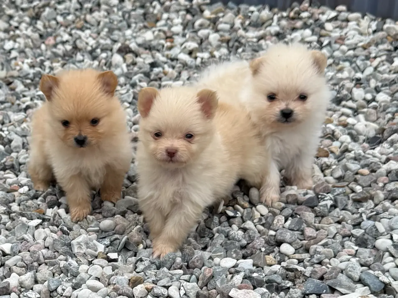 Billede 3 - Pomeranian