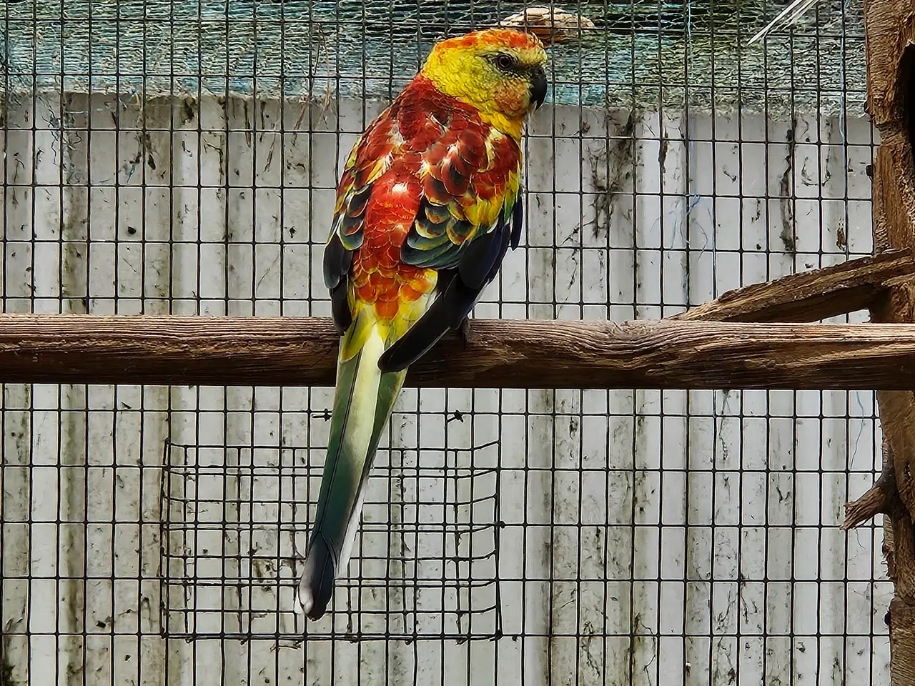 Billede 1 - Opaline Sangparakitter