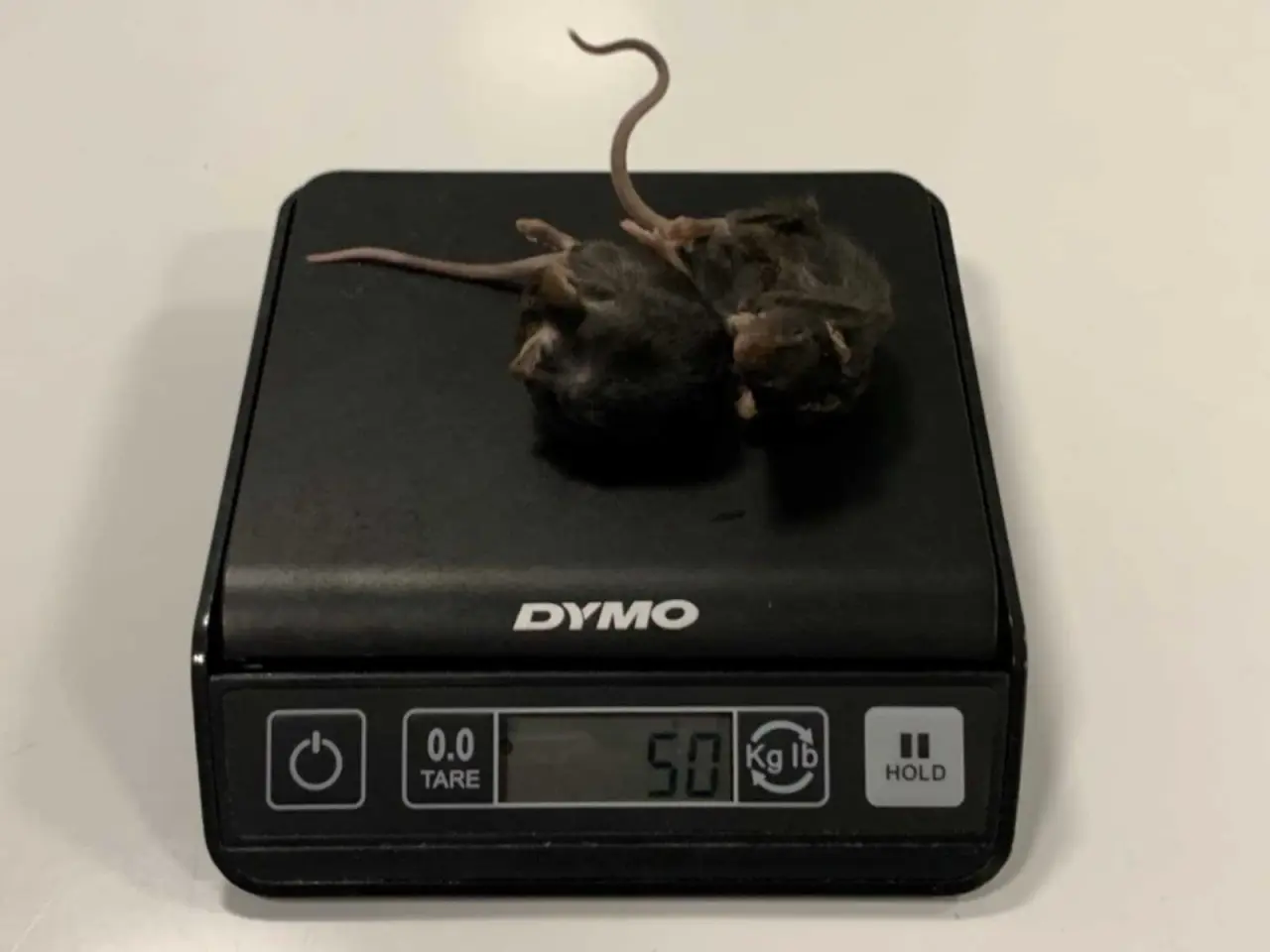 Billede 2 - Mus på frost, voksenmus, 25-50g - 20 stk. 100,-
