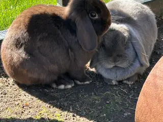 2 søde mini lop kaniner (søstre)