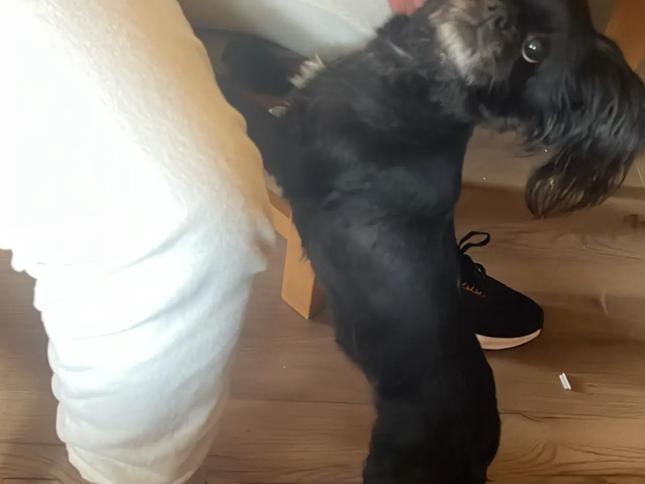 Billede 1 - Skøn hund søger nyt hjem