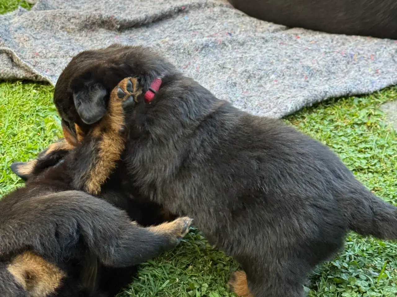 Billede 6 - 7 store rottweiler hvalpe 