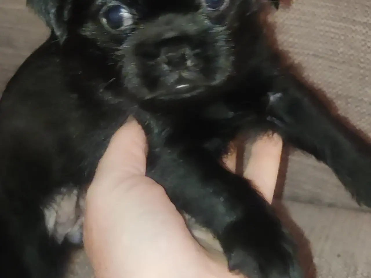 Billede 4 - Bedårende Mopschnorkie puppies 