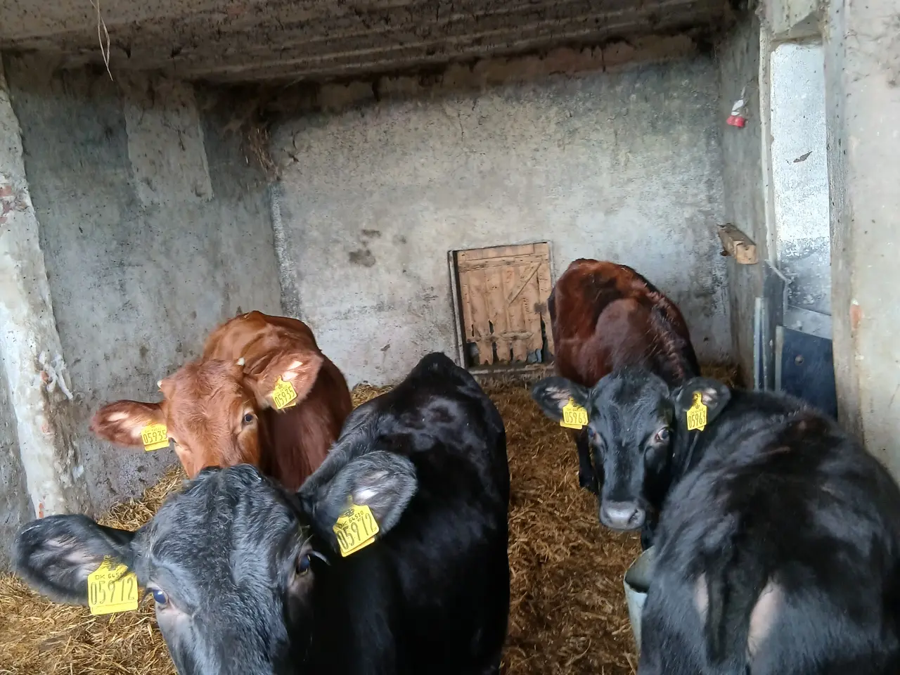 Billede 1 - Jersey x Angus kvier