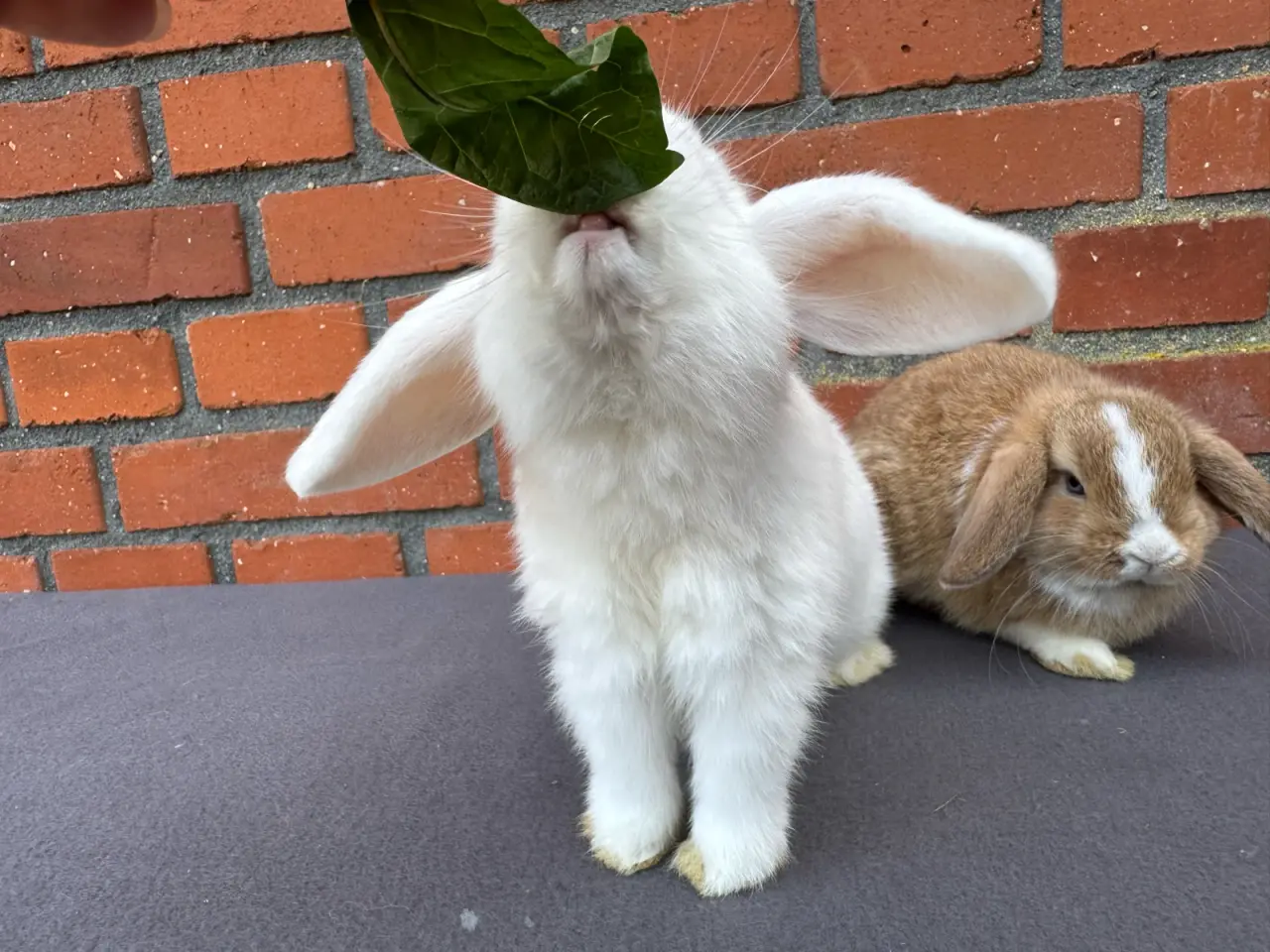 Billede 4 - Mini lop hankanin
