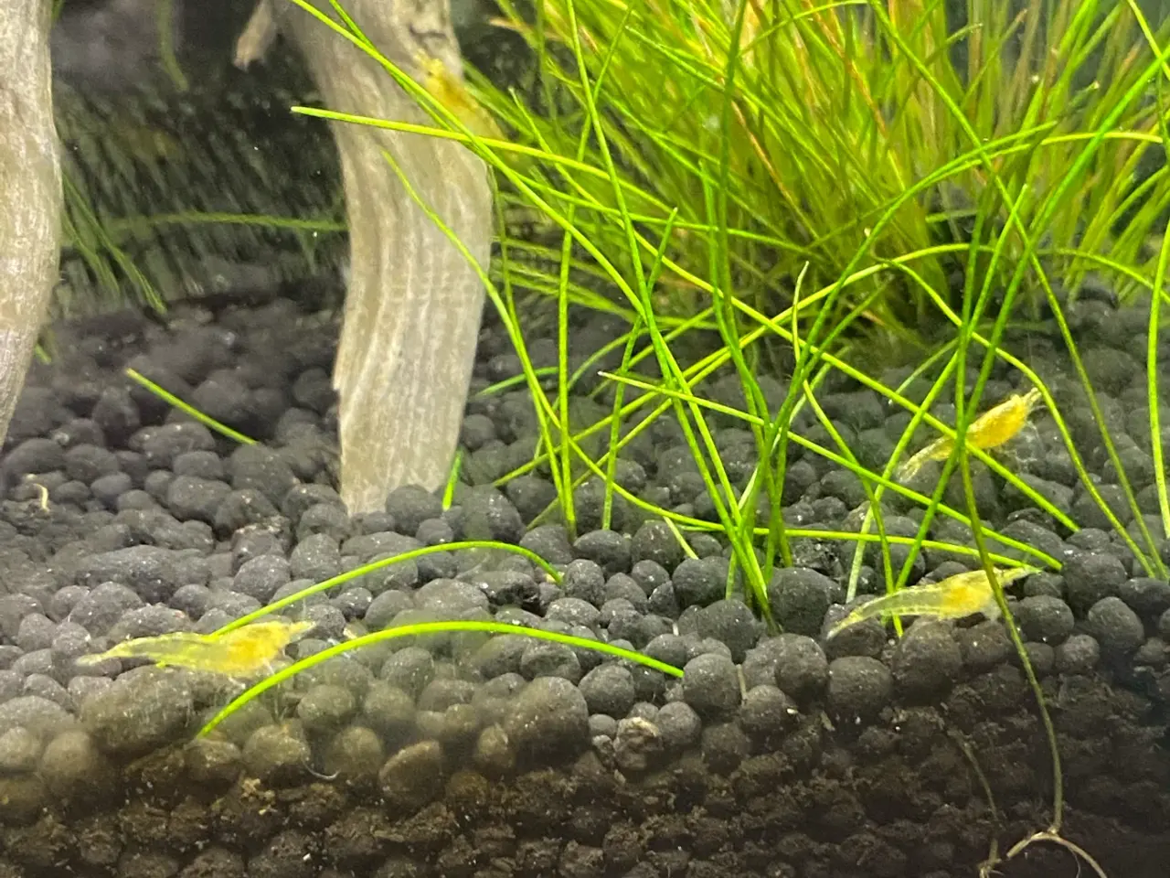Billede 1 - Neocaridina rejer 