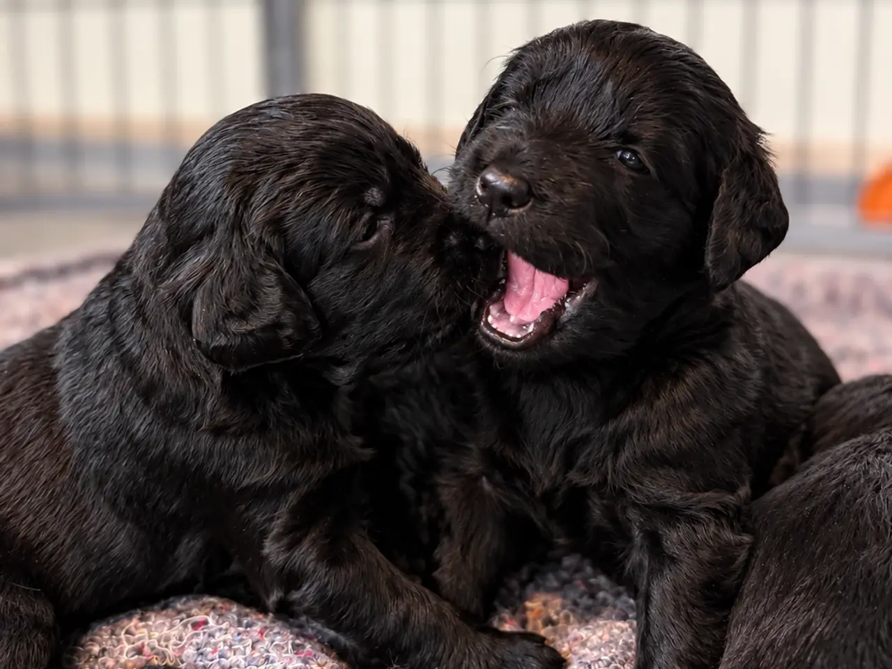 Billede 3 - Skønne labradoodle hvalpe 