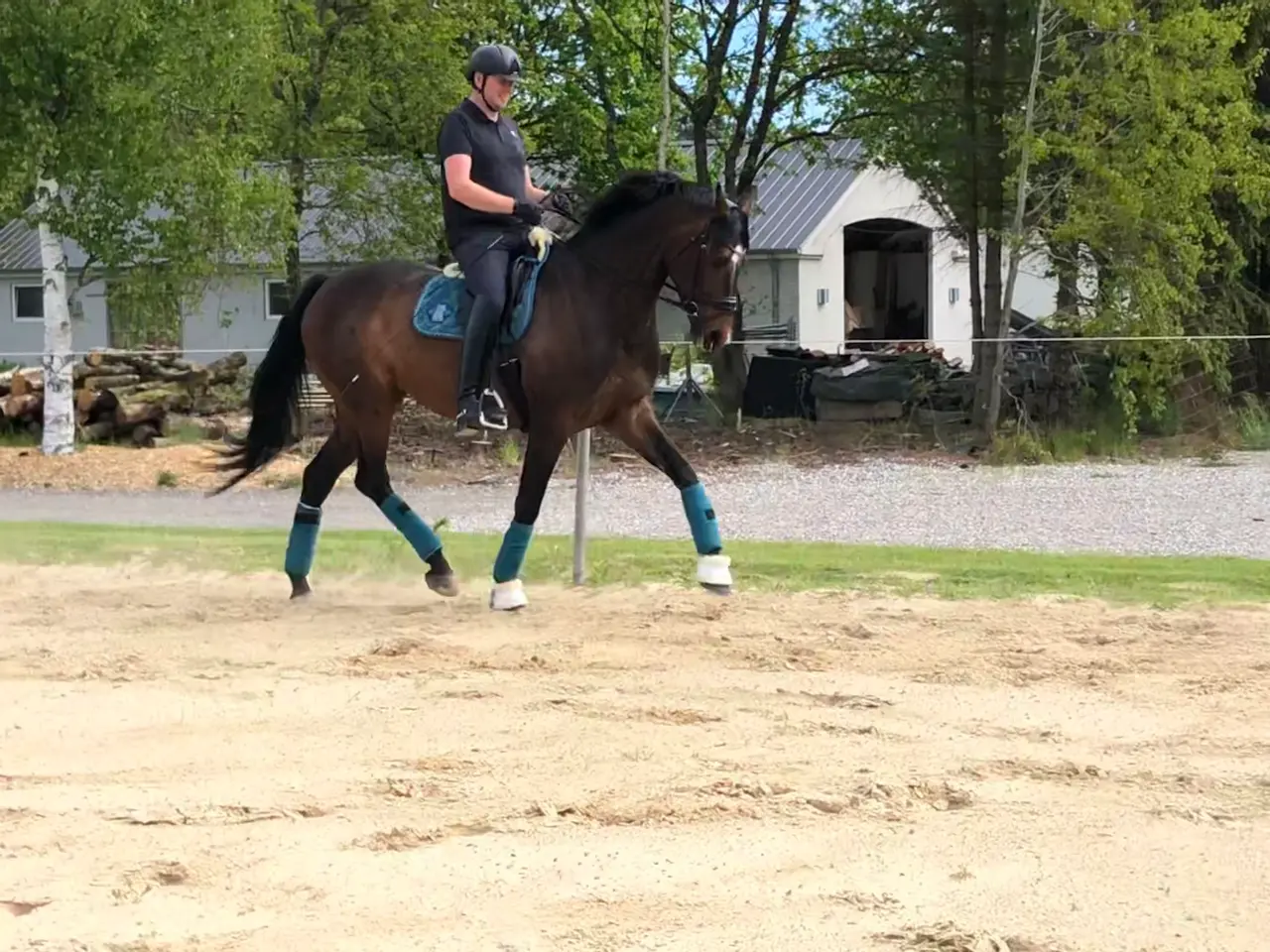 Billede 1 - Dressur/hobby hest sælges
