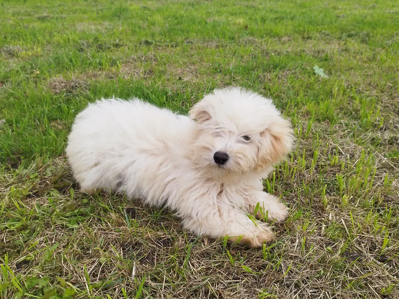 Billede 3 - Coton de Tulear 