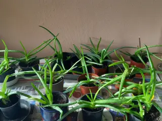 Aloe Vera potteplanter