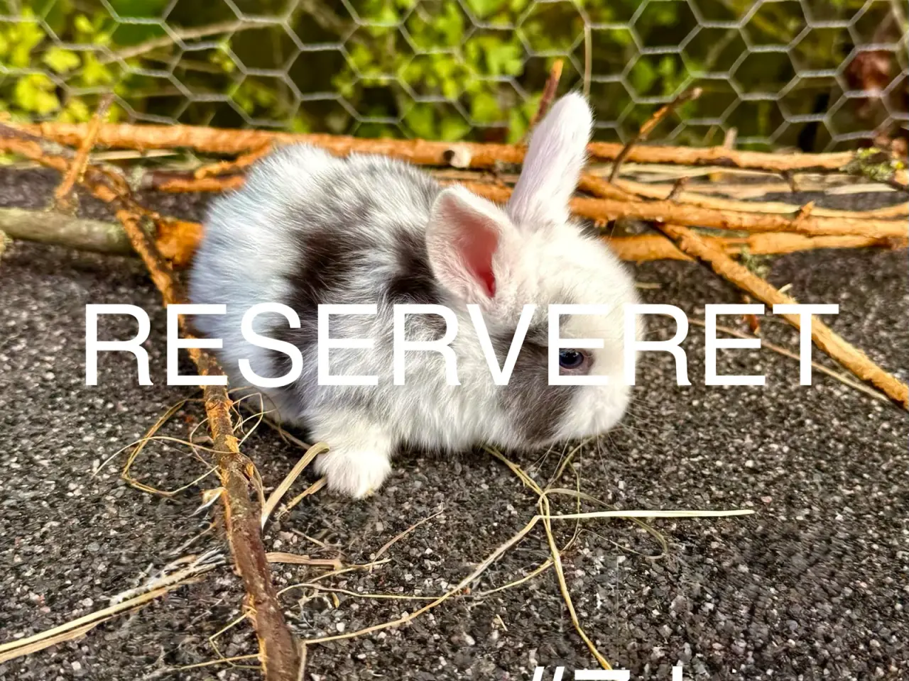 Billede 10 - Mini Lop kaninunger