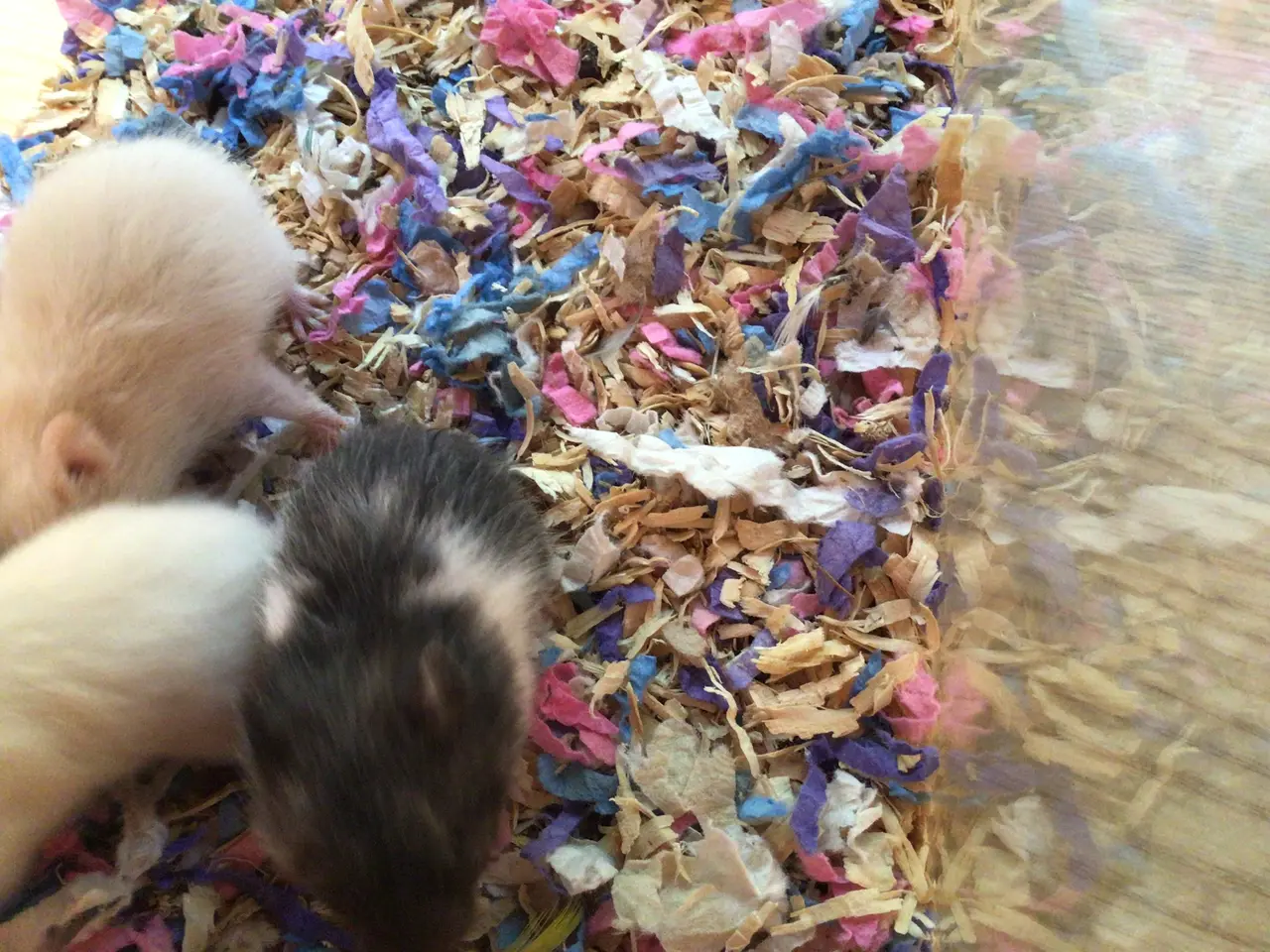 Billede 2 - Guldhamster unger