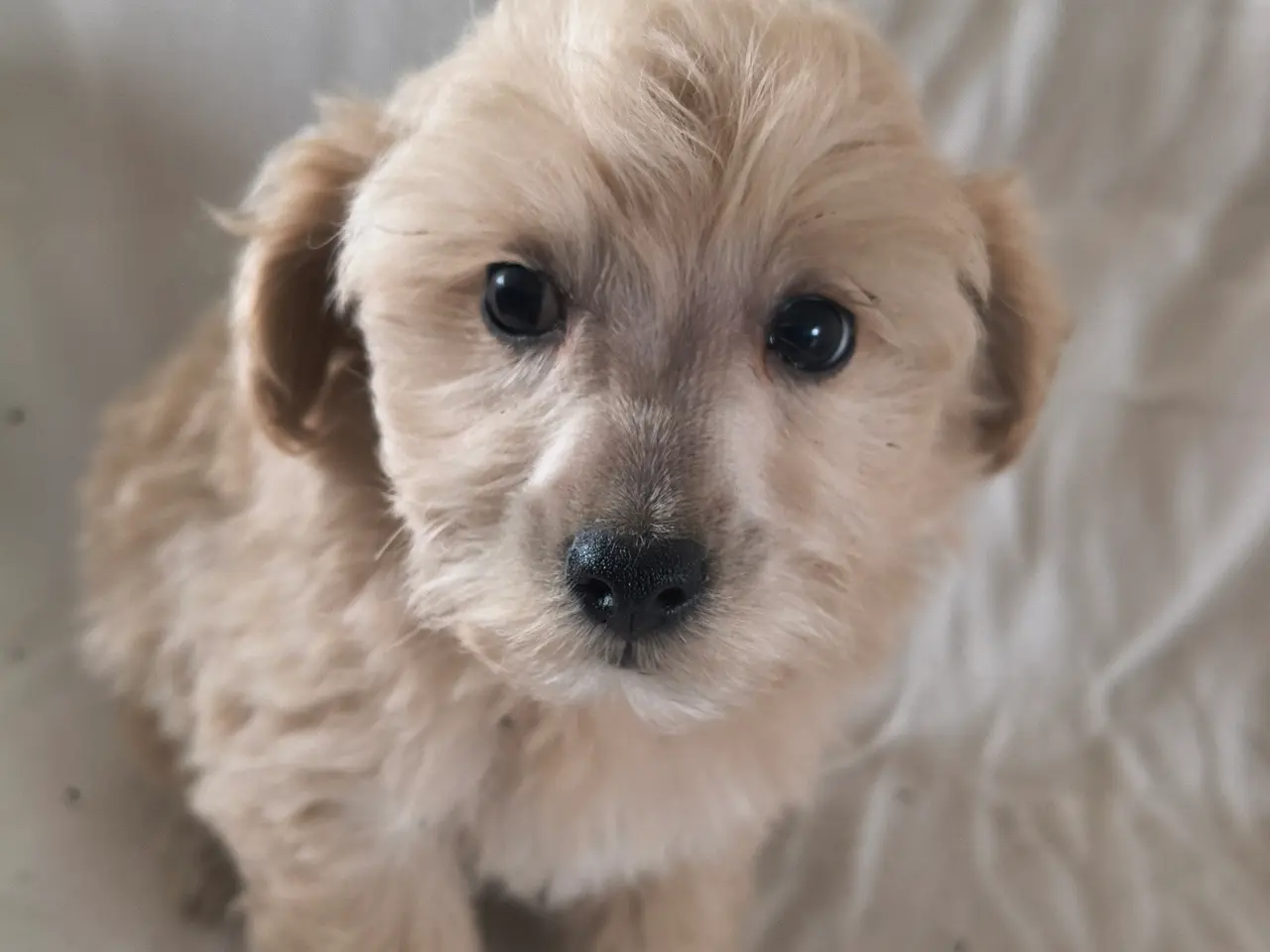 Billede 3 - Maltipoo hvalpe