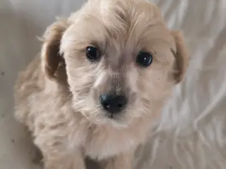 Maltipoo hvalpe - 3