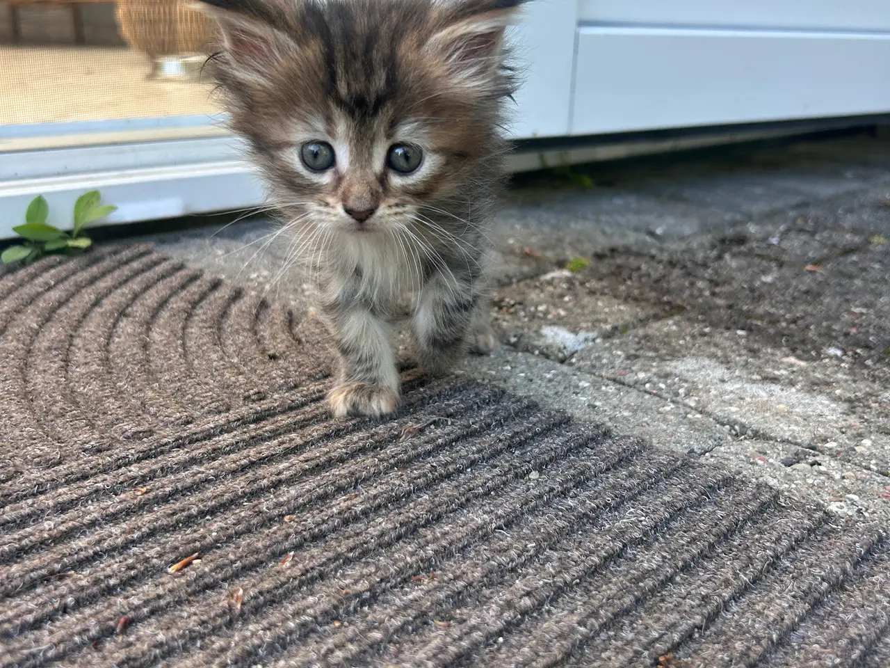Billede 4 - Maine Coon blandings killinger
