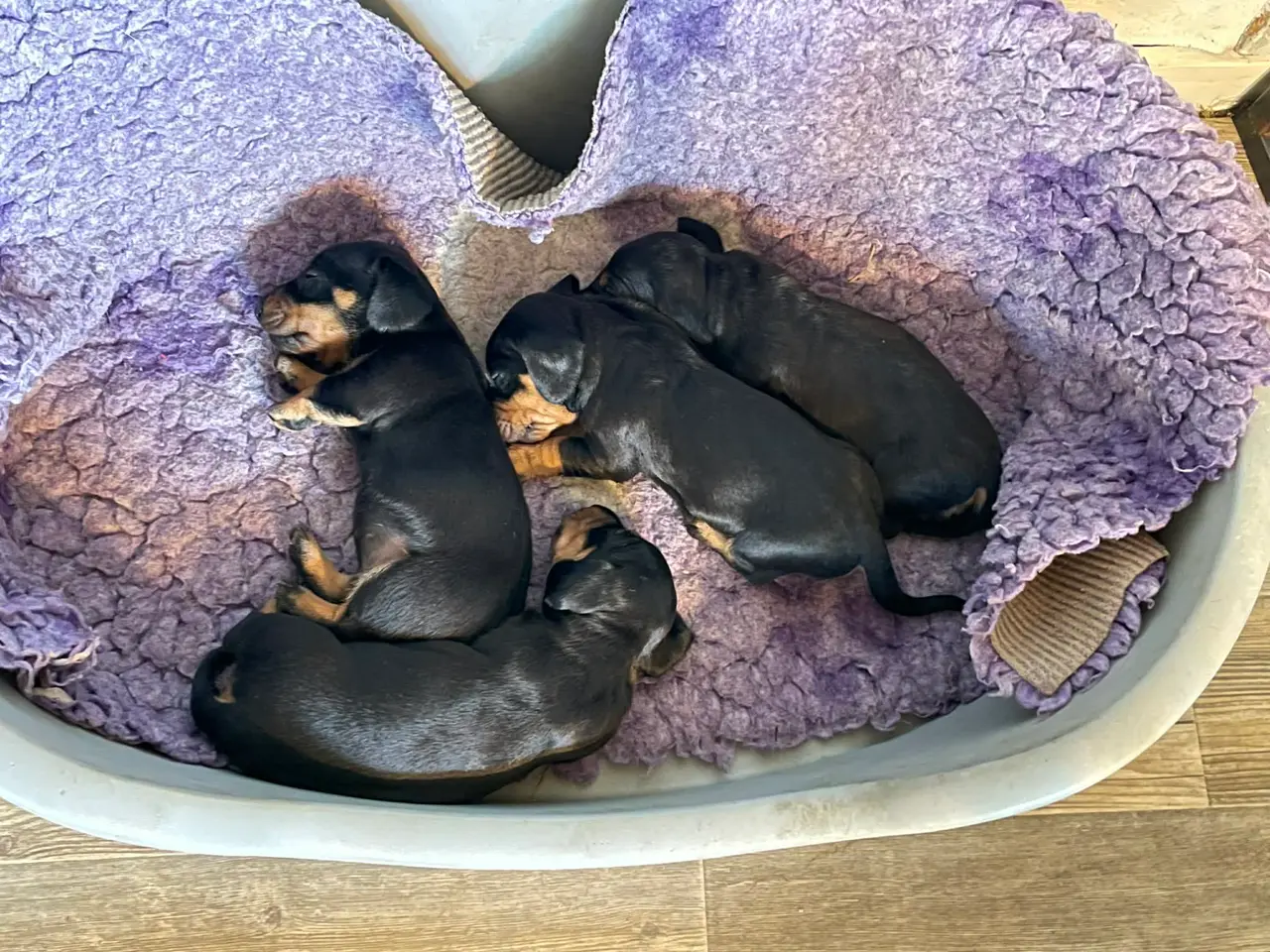 Billede 3 - gravhunde hvalpe efter super forældre