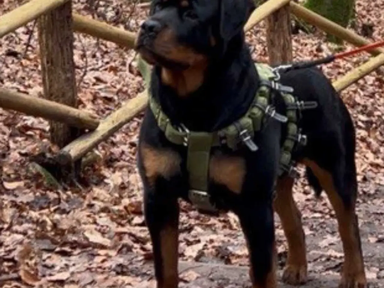 Billede 11 - Rottweiler han til avl